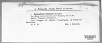 Synchytrium anemones image